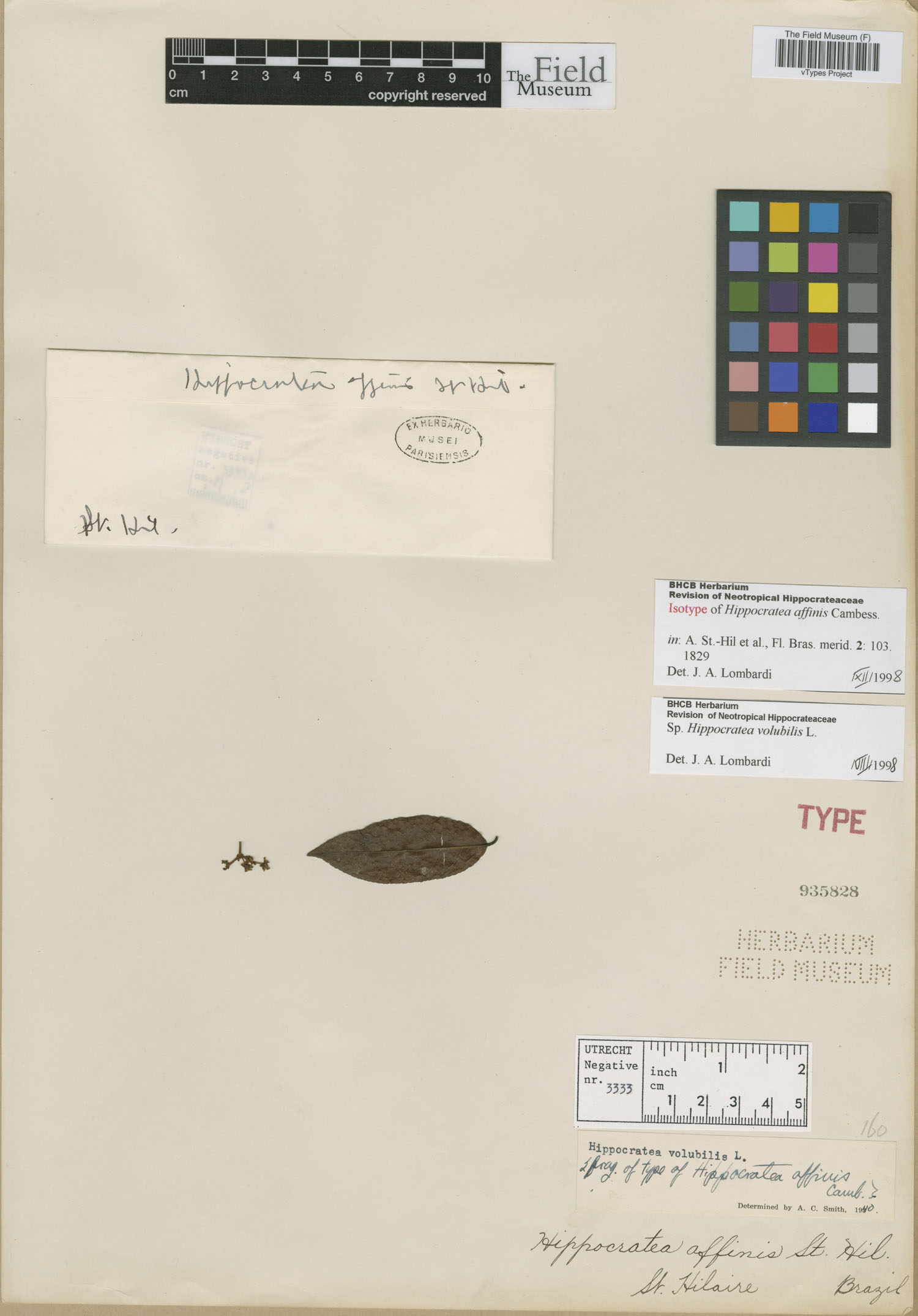 Hippocratea affinis image