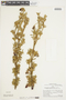 Brachyotum longisepalum image
