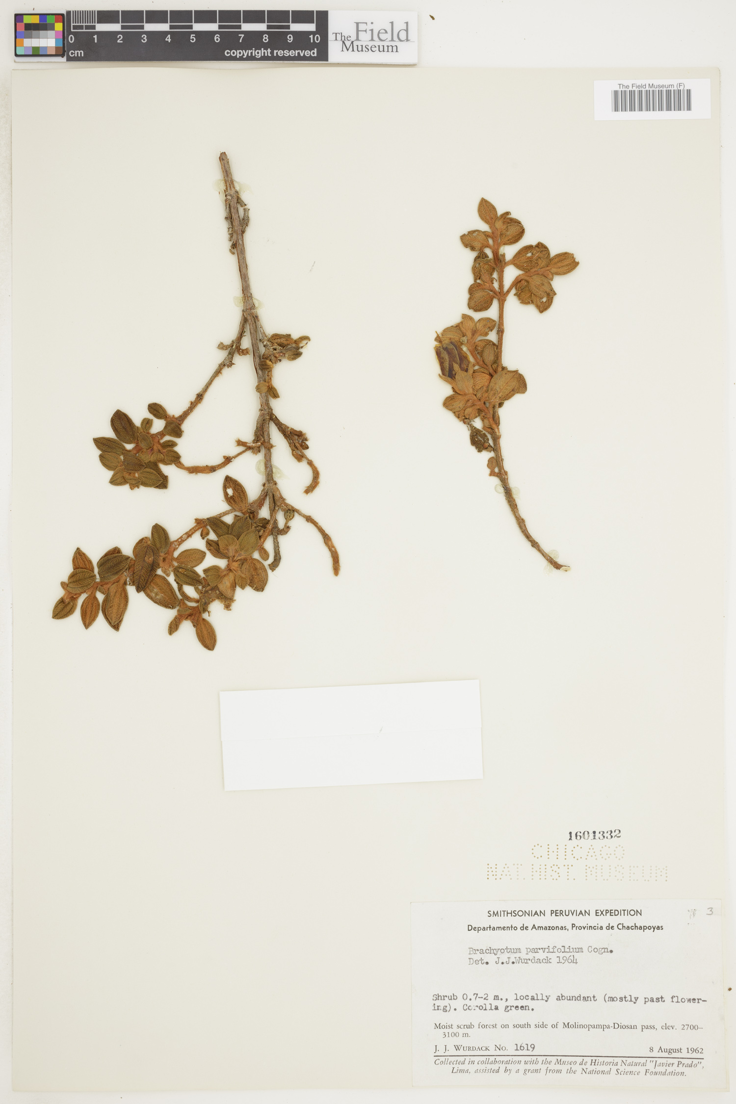 Brachyotum parvifolium image