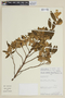 Brachyotum virescens image
