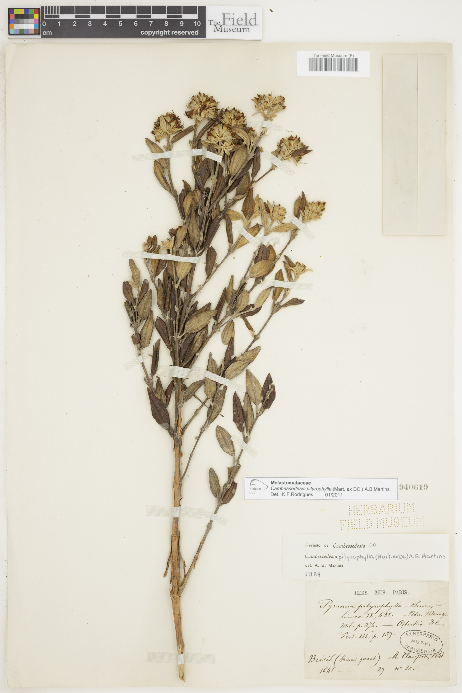 Cambessedesia pityrophylla image