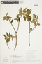 Cambessedesia salviifolia image