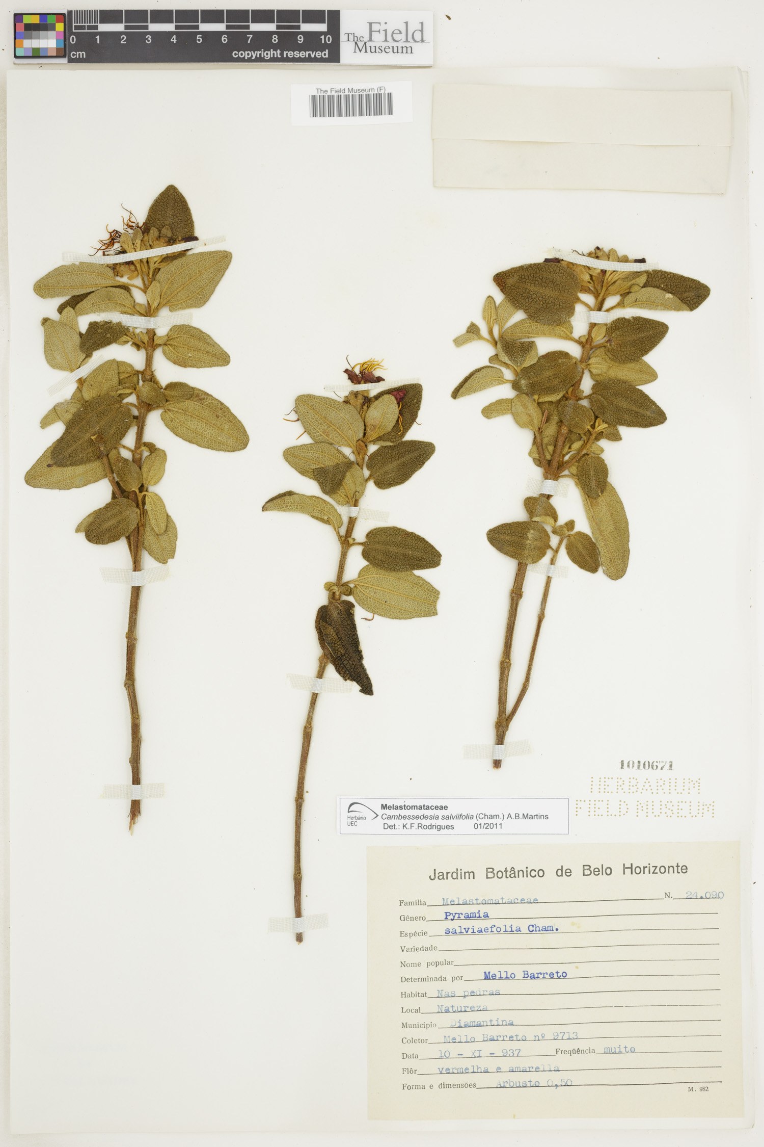 Cambessedesia salviifolia image