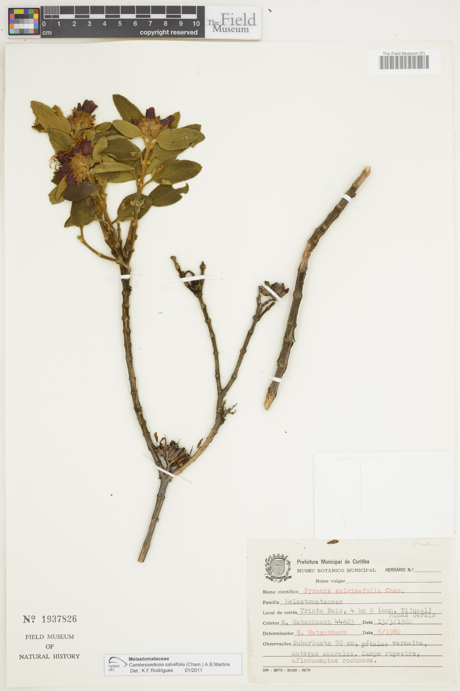 Cambessedesia salviifolia image