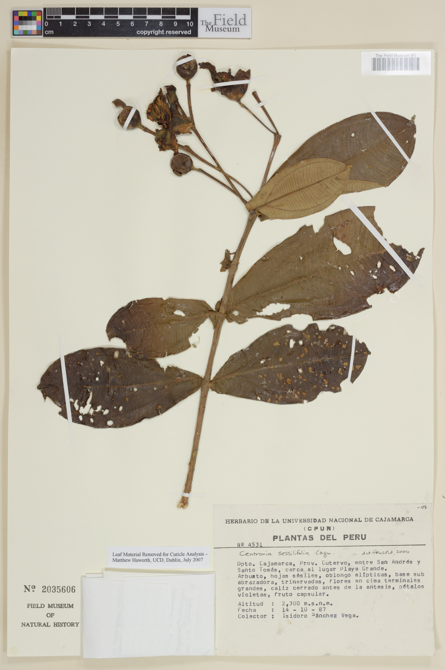 Centronia sessilifolia image