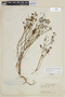 Chaetolepis alpina image