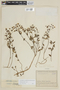 Chaetolepis alpina image