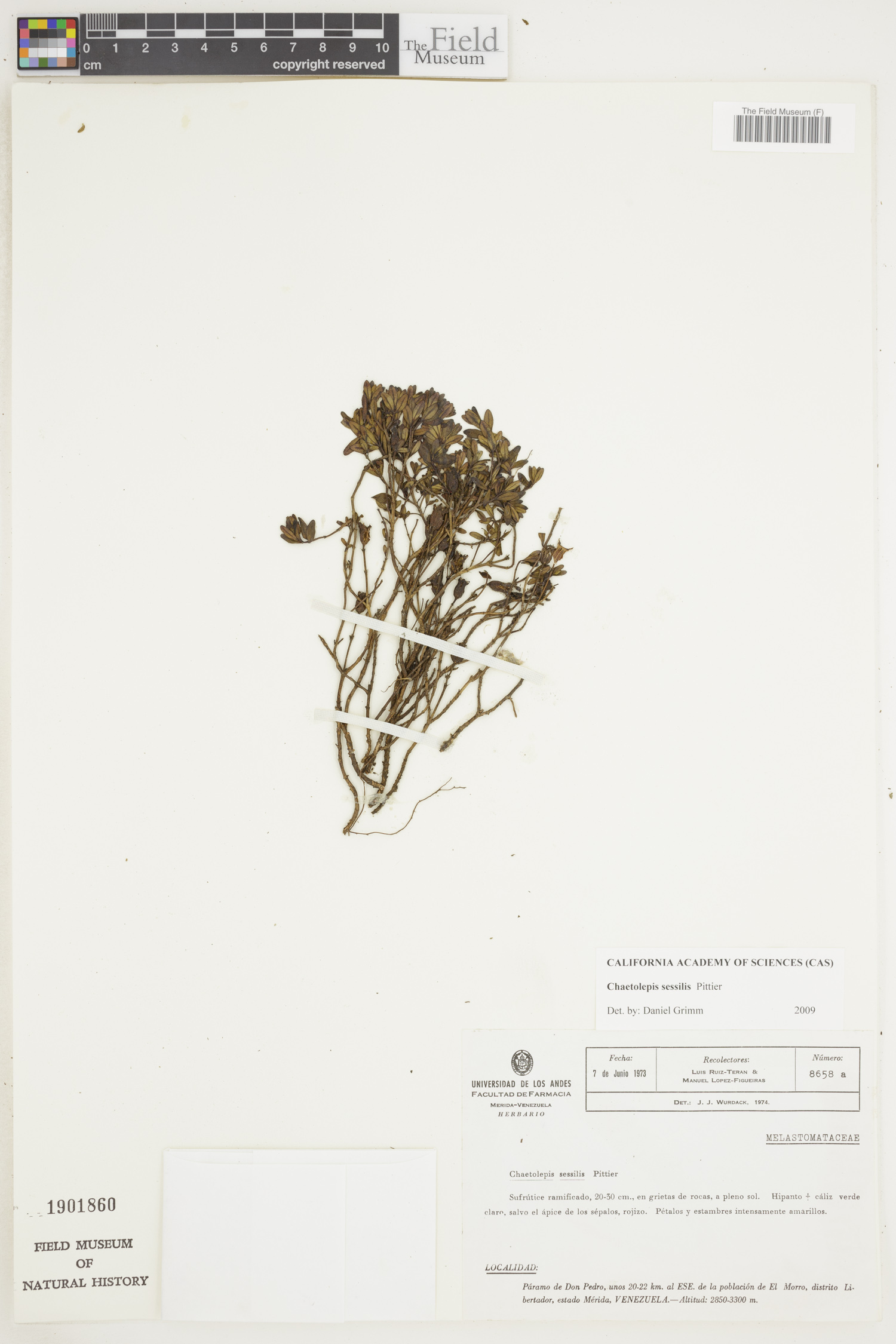 Chaetolepis sessilis image