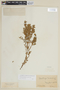 Chaetolepis lindeniana image