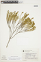 Chaetostoma albiflorum image