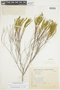Chaetostoma cupressinum image