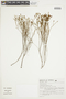 Chaetostoma glaziovii image
