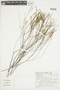 Chaetostoma cupressinum image