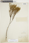 Chaetostoma selagineum image