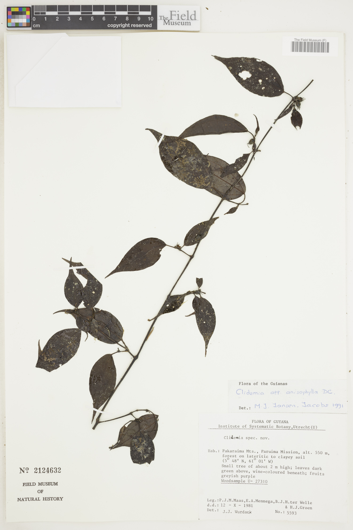 Clidemia anisophylla image