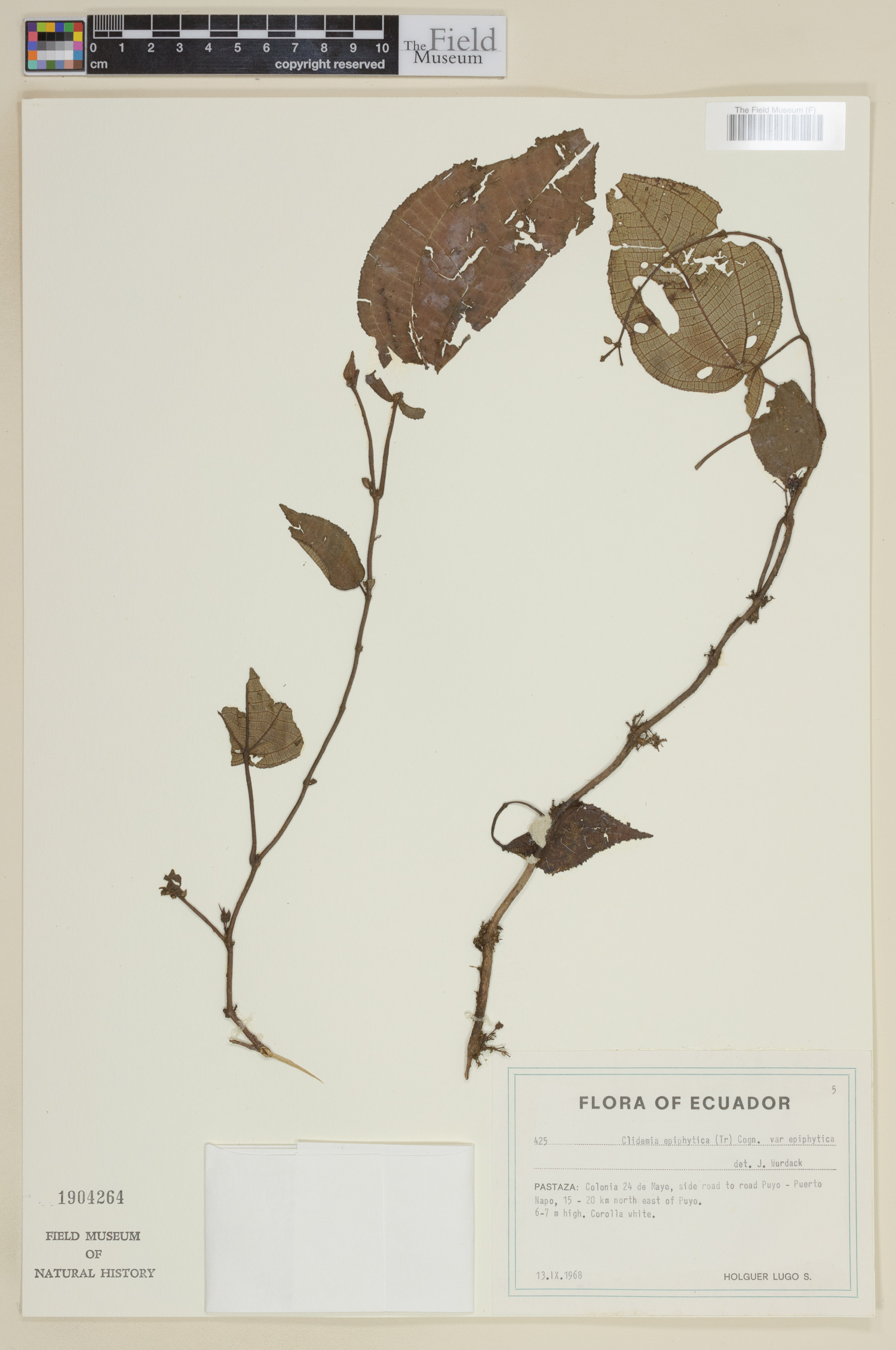 Clidemia epiphytica image