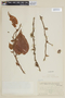 Clidemia epiphytica var. epiphytica image