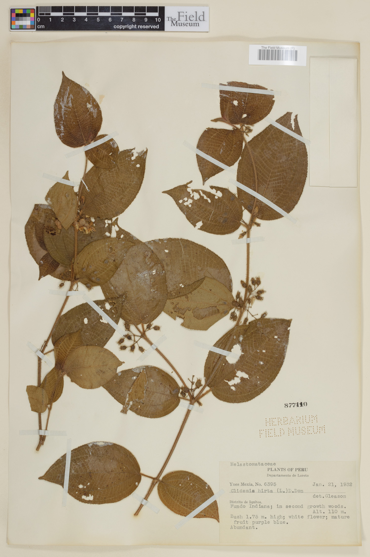 Clidemia hirta image