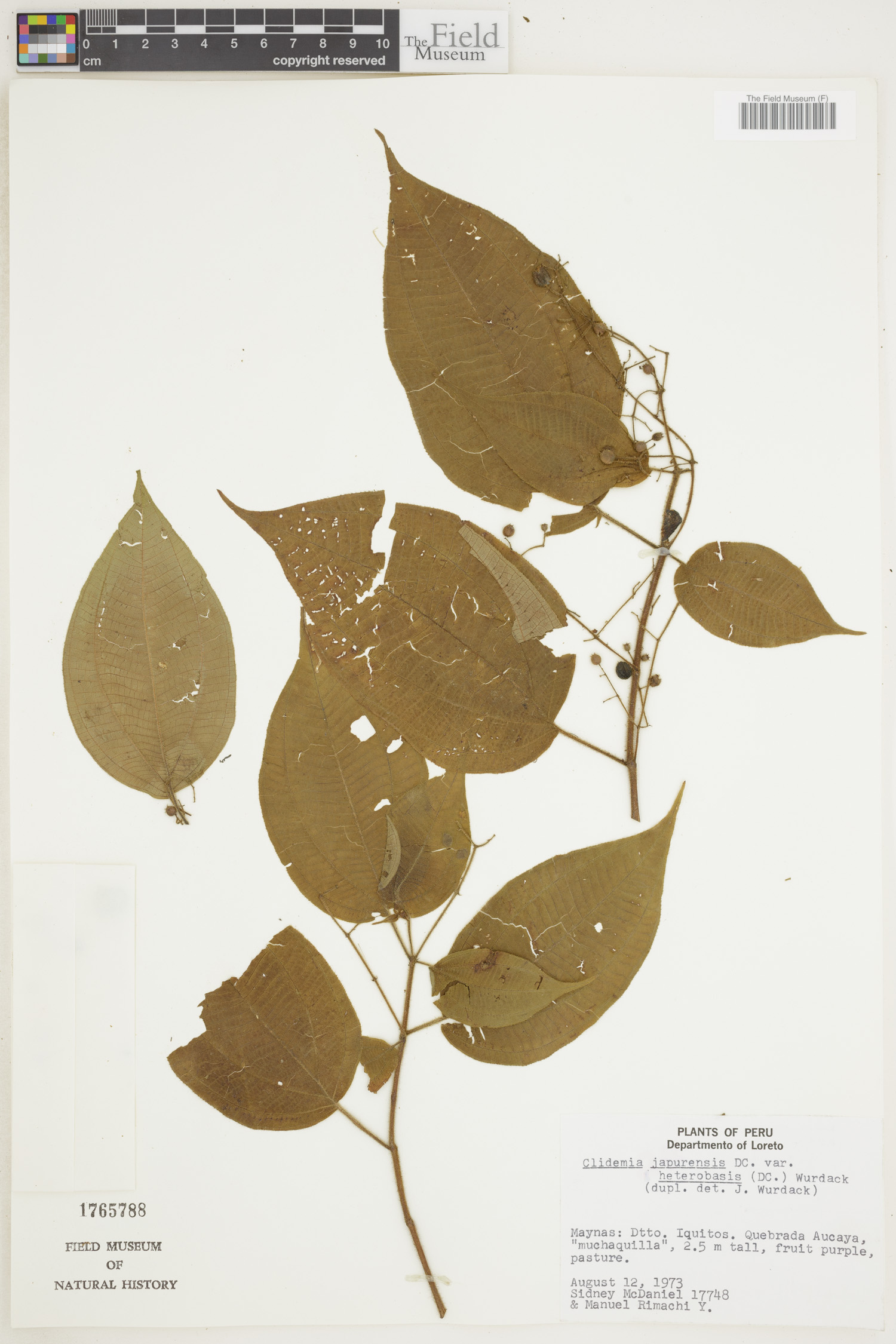 Clidemia japurensis image