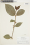 Clidemia laevifolia image