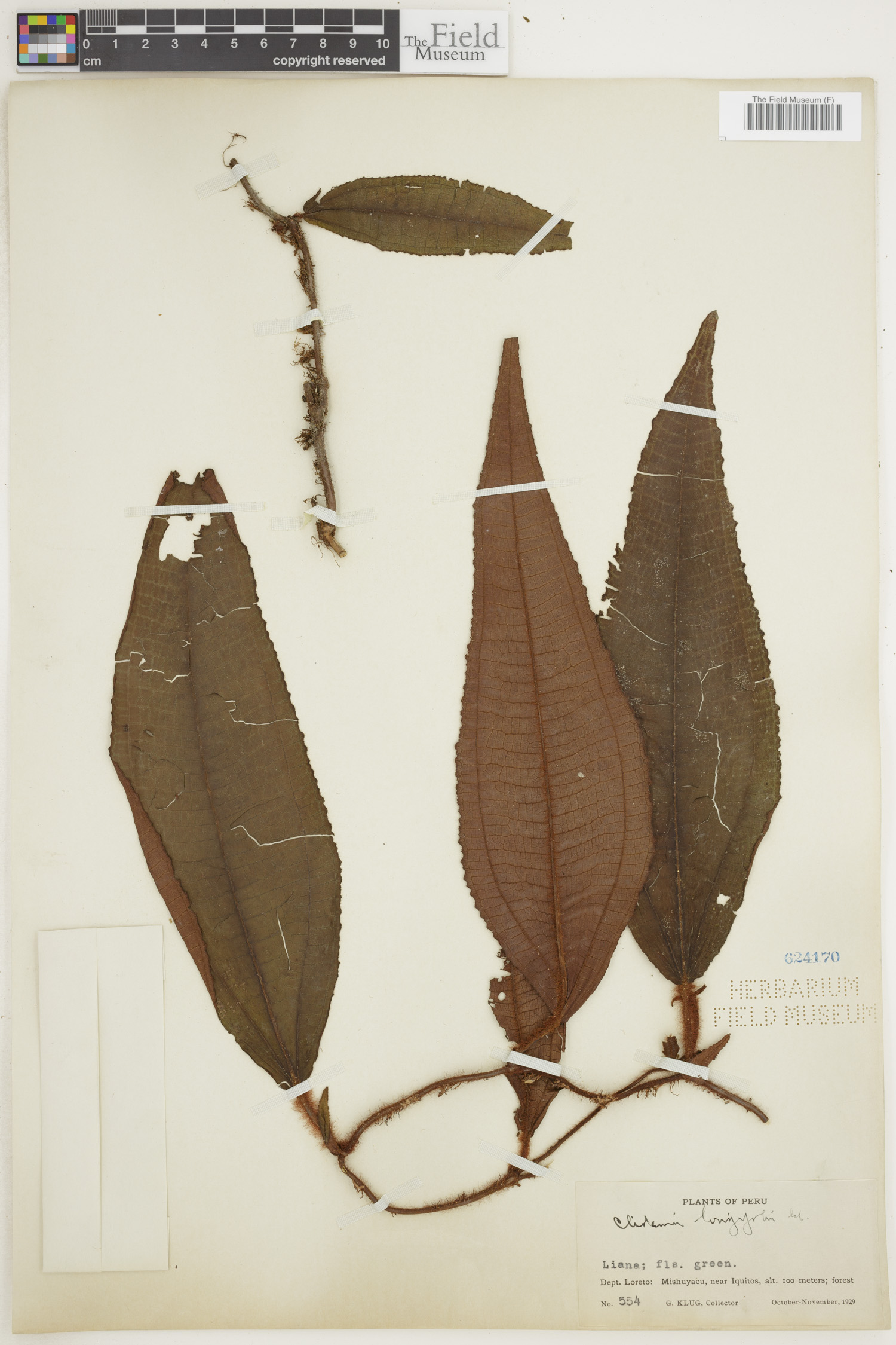 Clidemia longifolia image