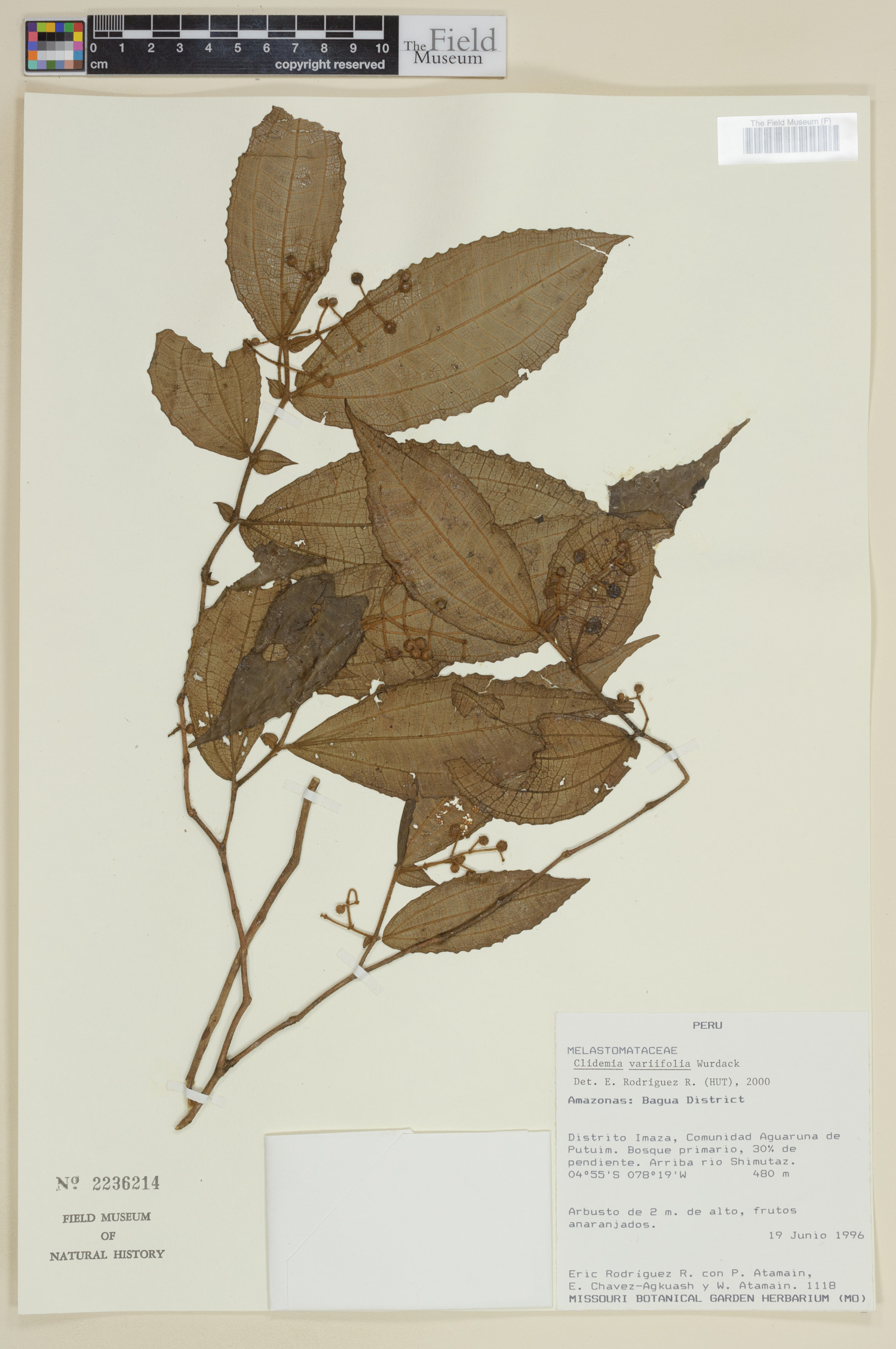 Clidemia variifolia image