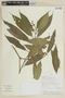 Conostegia apiculata image