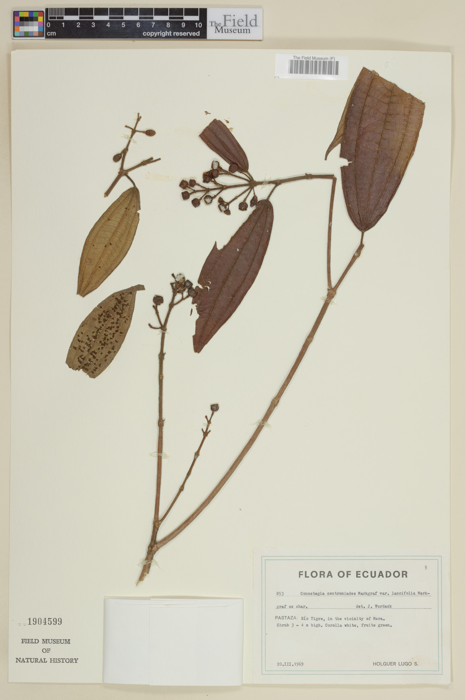 Conostegia centronioides var. lancifolia image