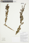 Brachyotum parvifolium image