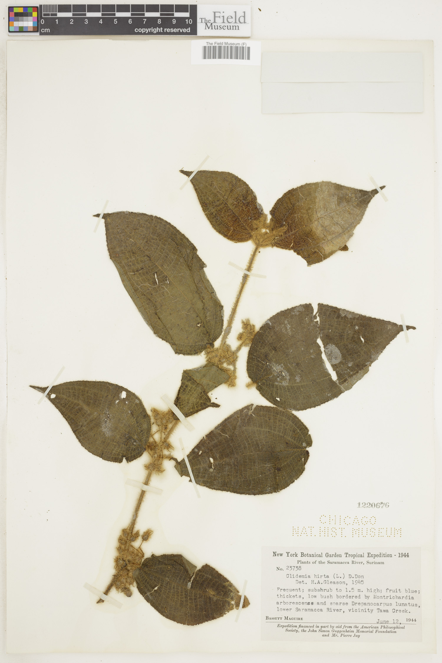 Clidemia hirta image