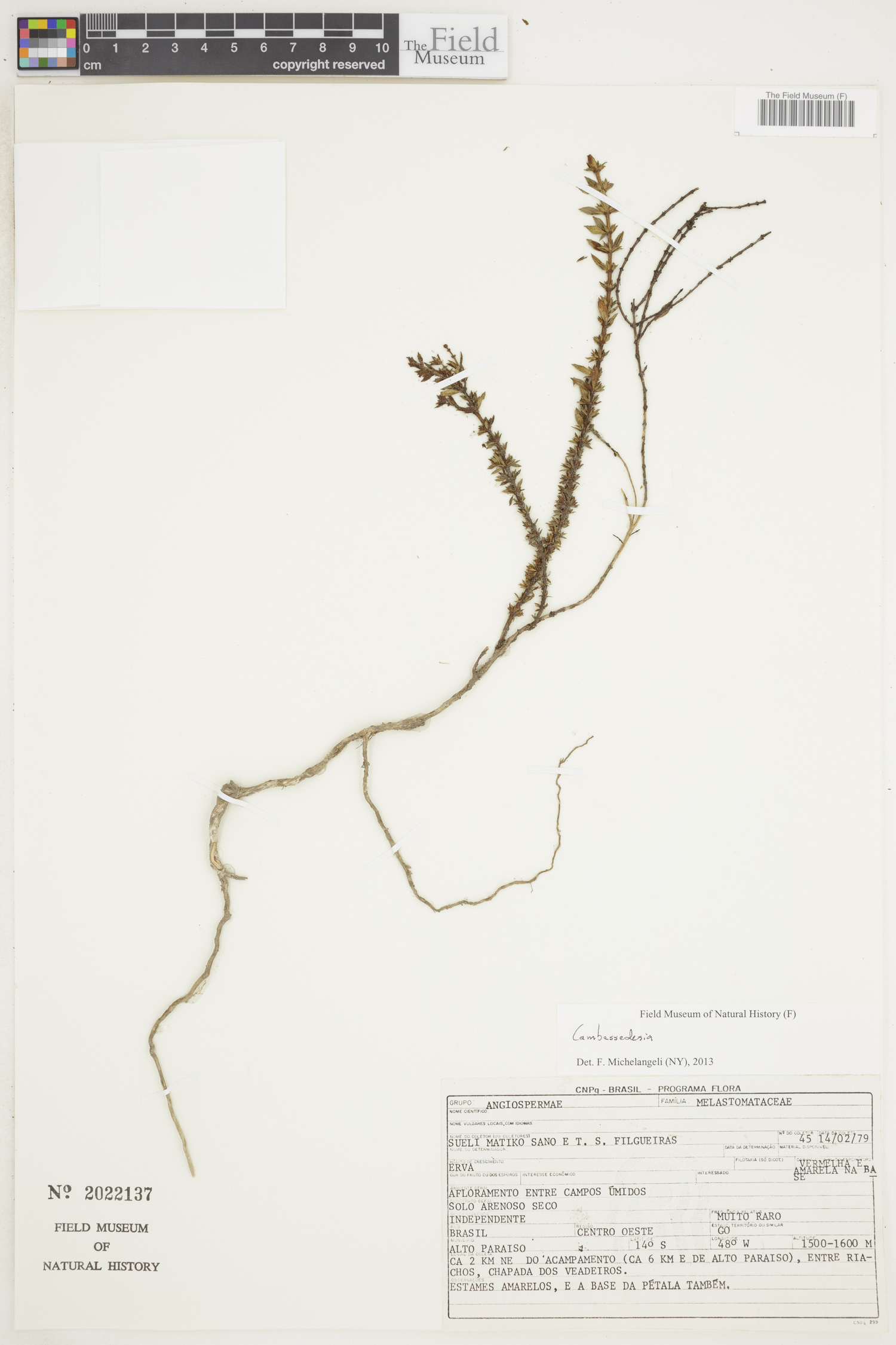 Cambessedesia image