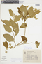 Solanum subsylvestre image