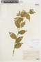 Solanum subsylvestre image