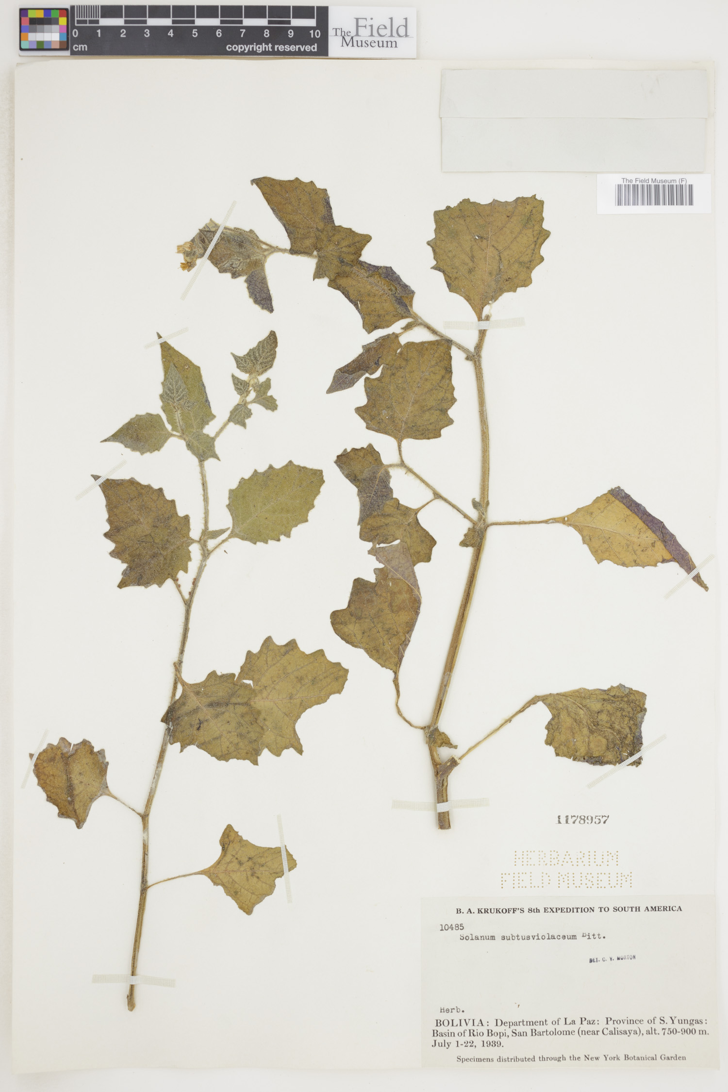 Solanum subtusviolaceum image