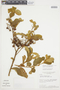 Solanum subumbellatum image