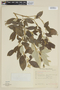 Solanum swartzianum image