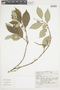 Solanum swartzianum image