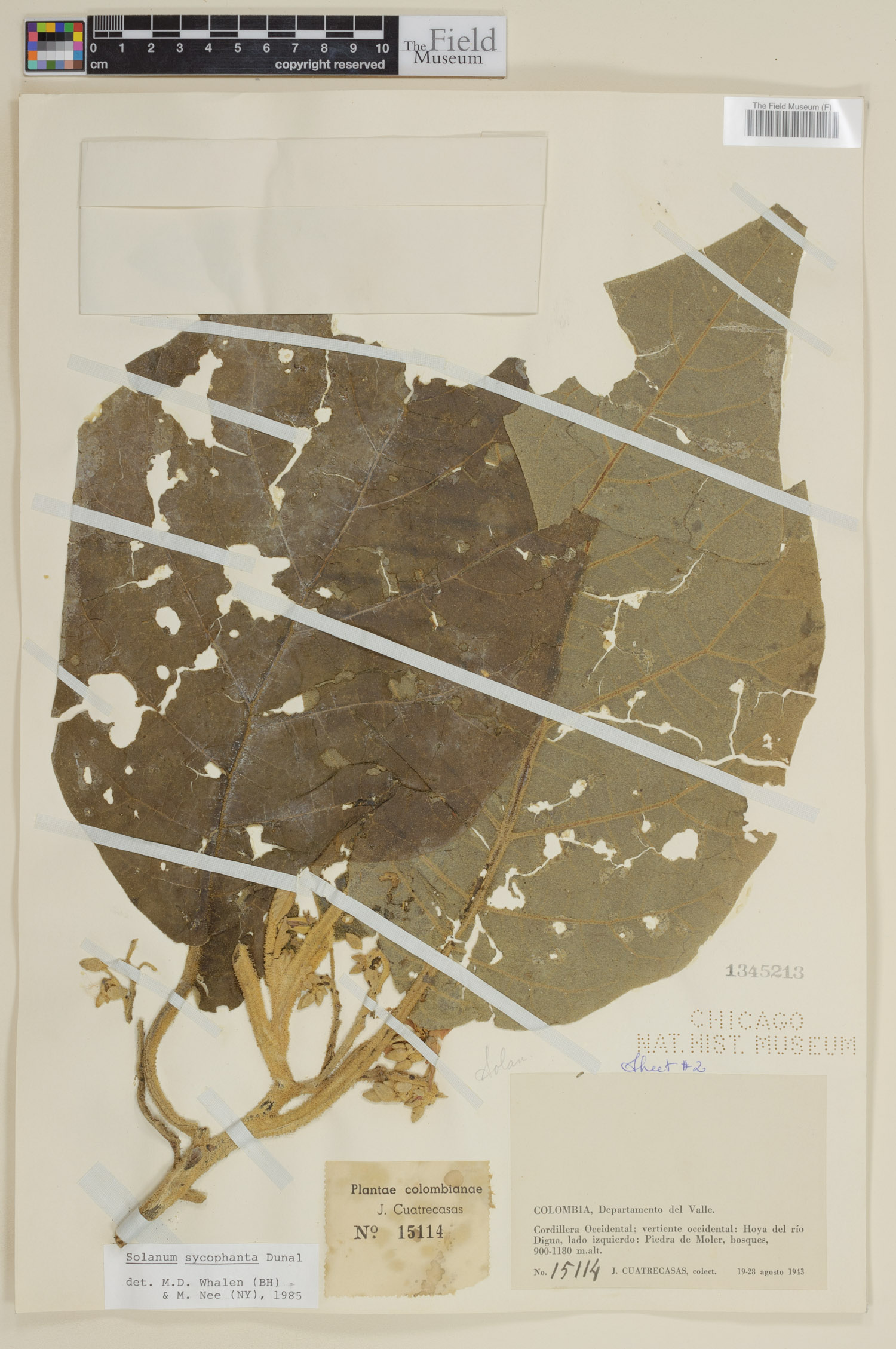Solanum sycophanta image