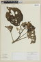 Solanum sycophanta image