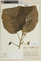 Solanum sycophanta image
