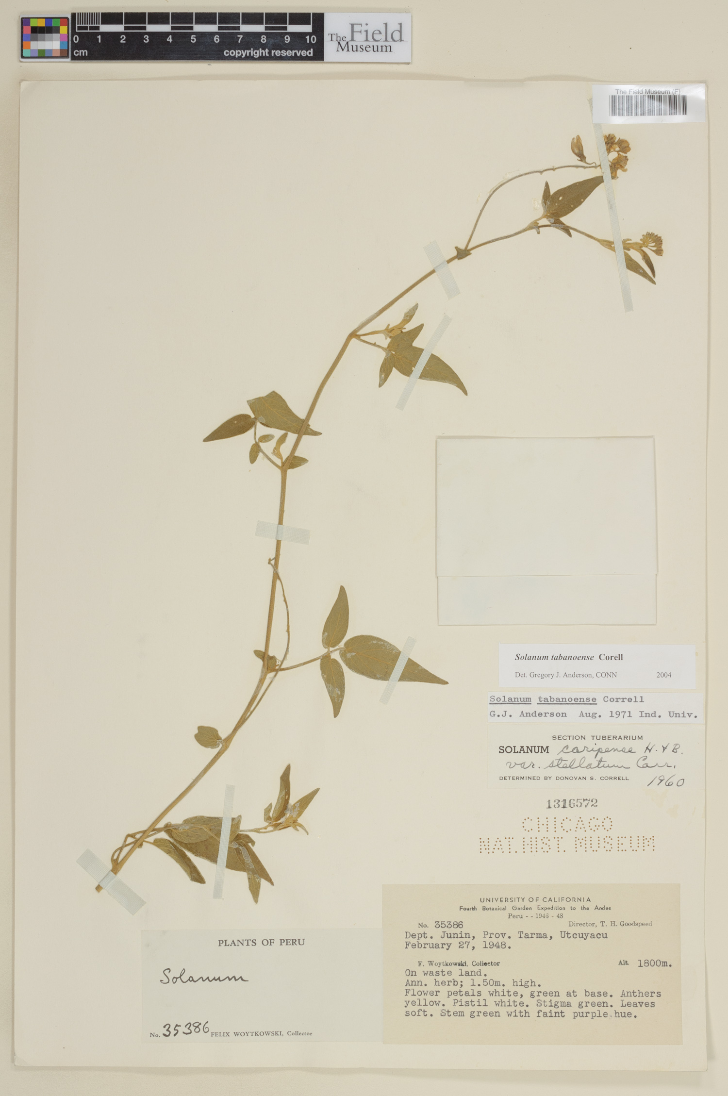 Solanum tabanoense image