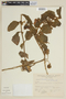Solanum talarense image