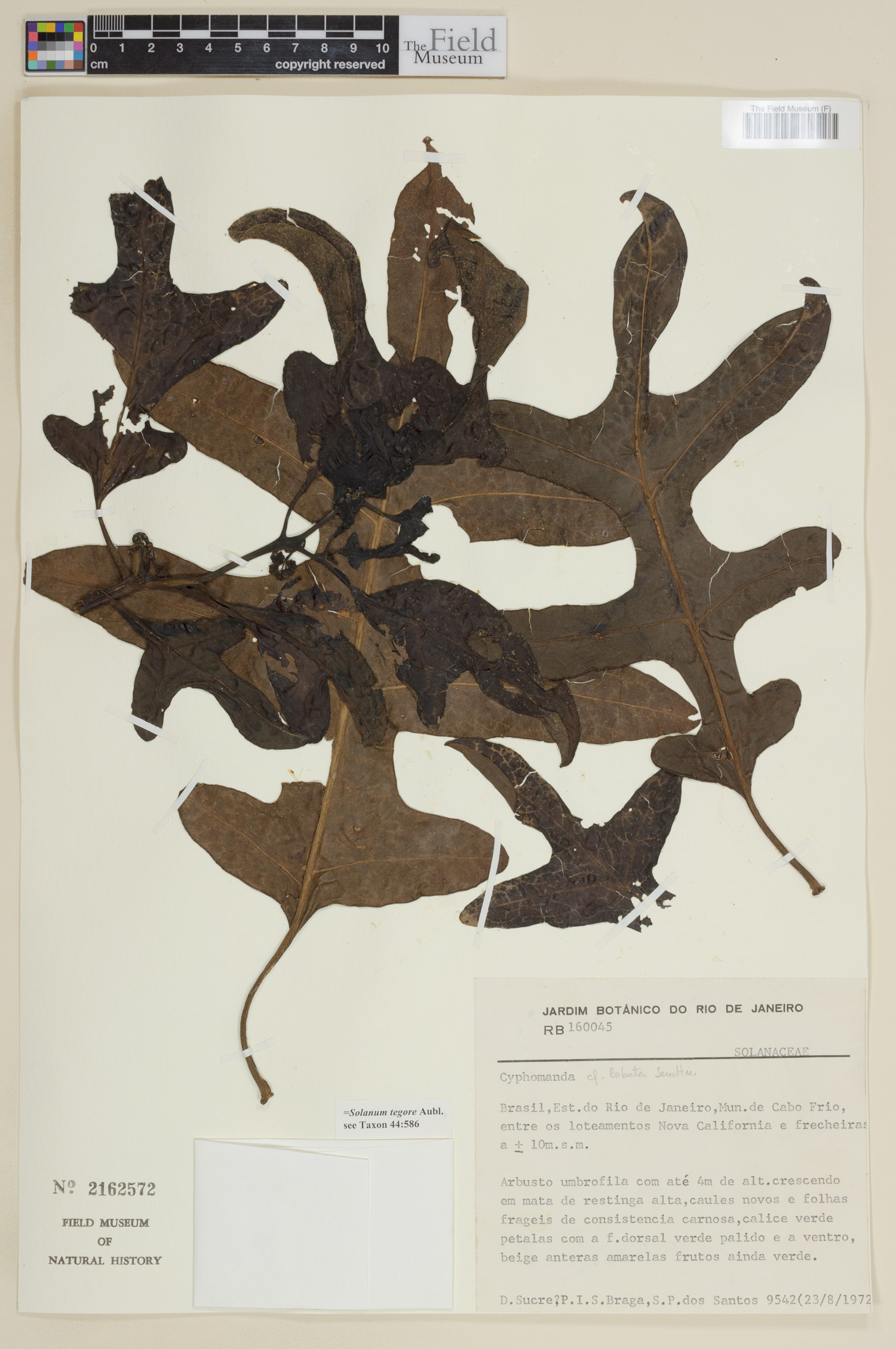 Solanum tegore image
