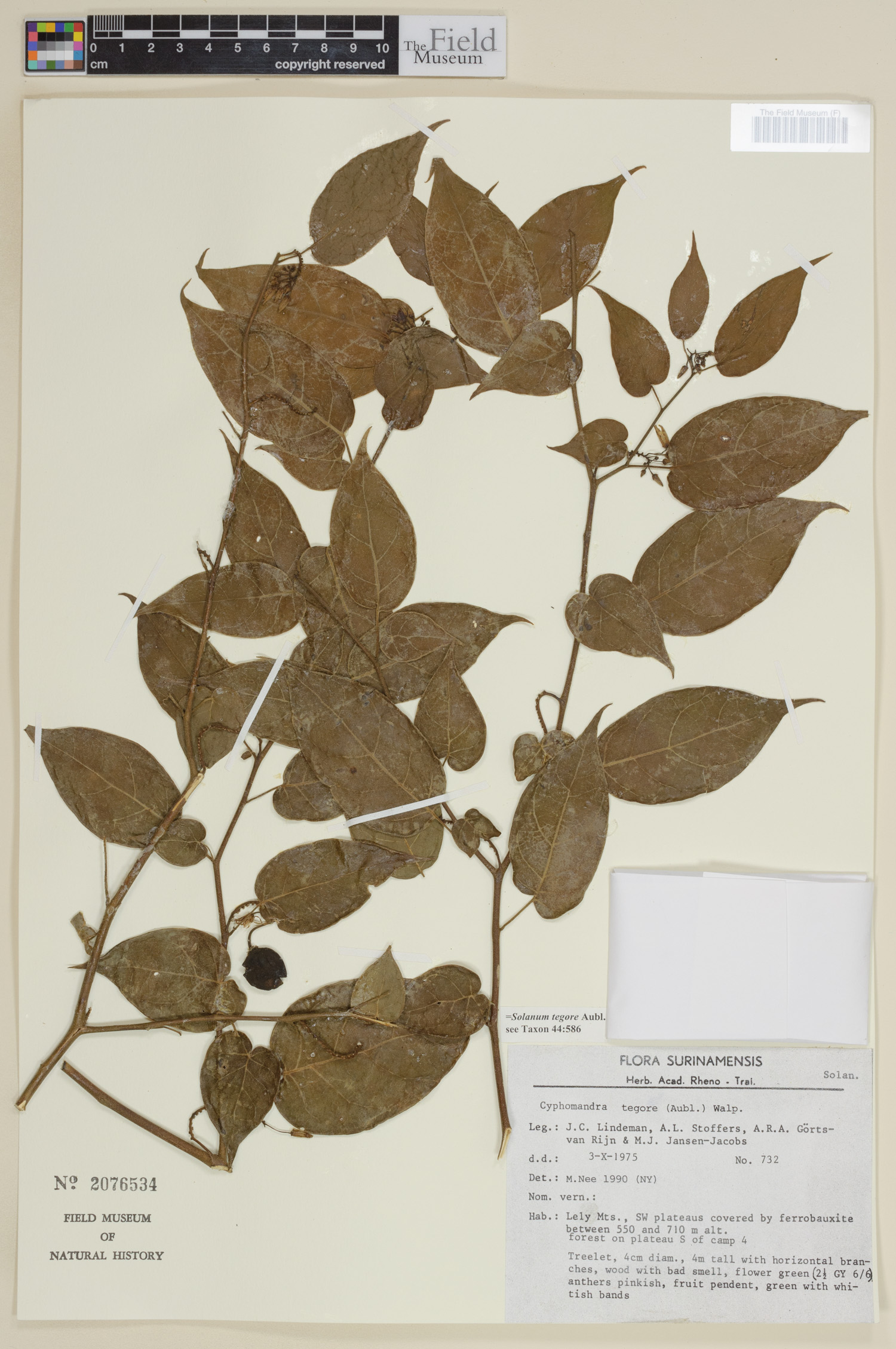 Solanum tegore image