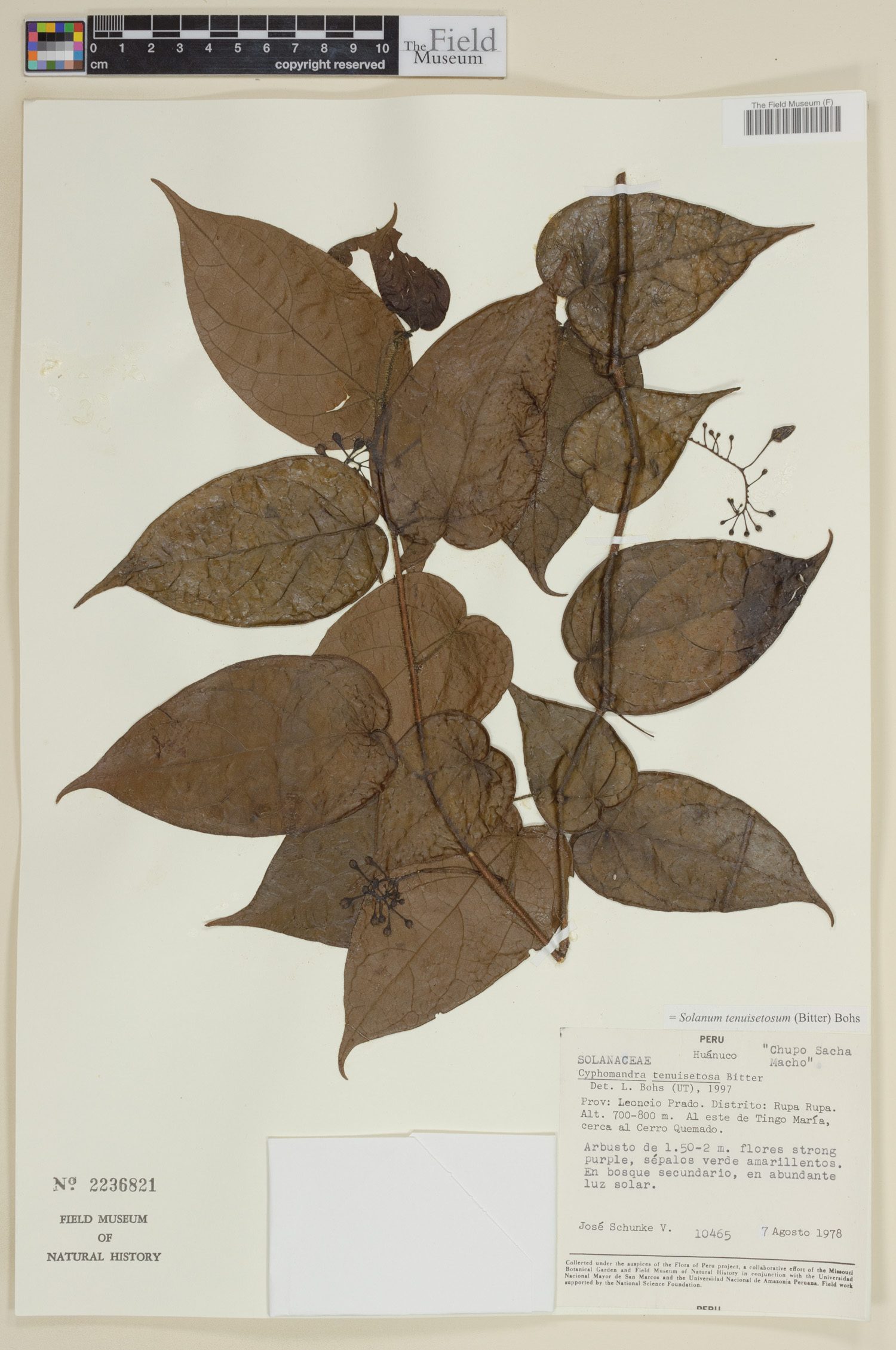 Solanum tenuisetosum image