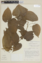 Solanum tenuisetosum image