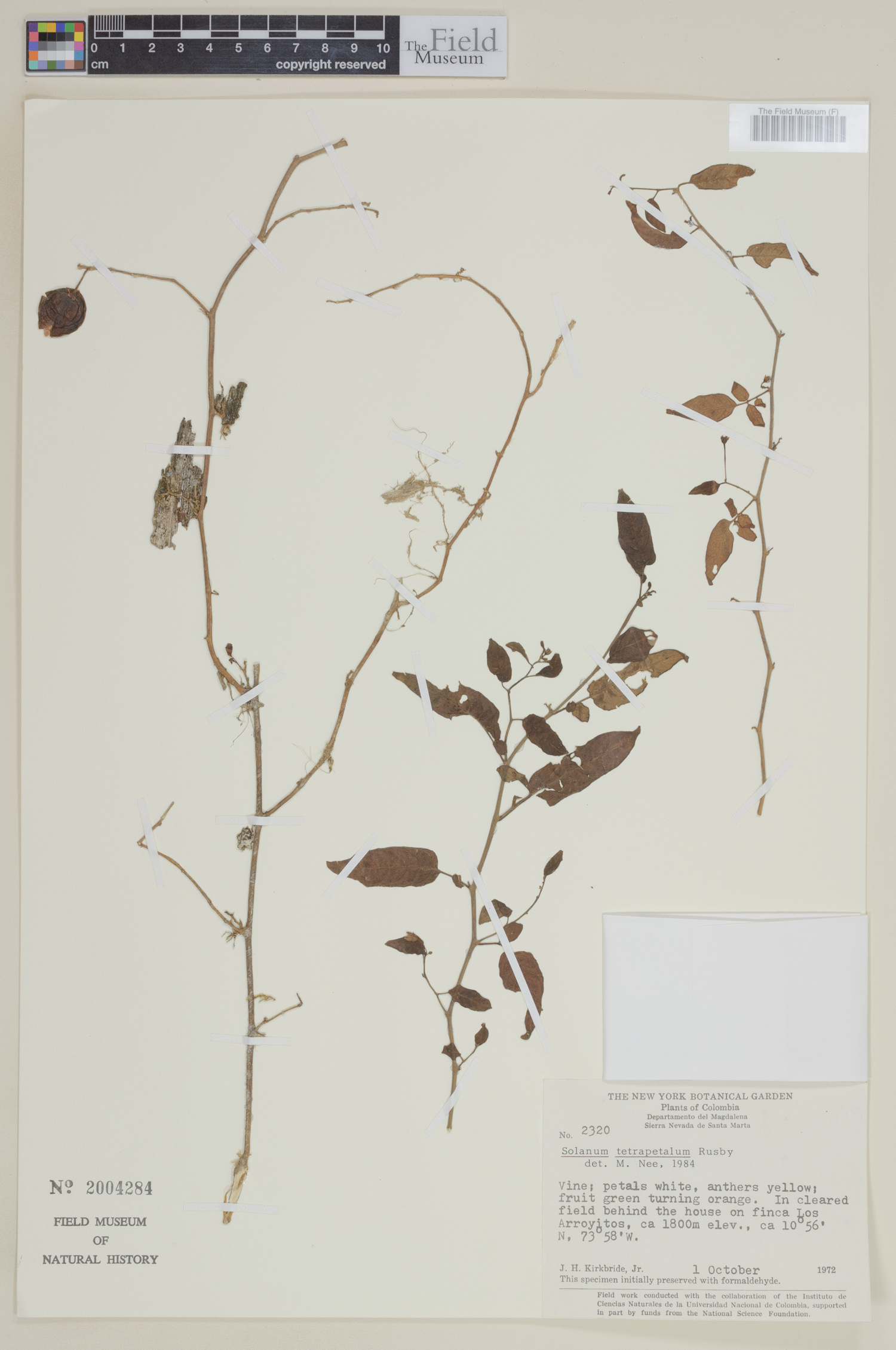 Solanum tetrapetalum image