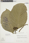 Solanum thelopodium image