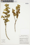 Solanum thomasiifolium image