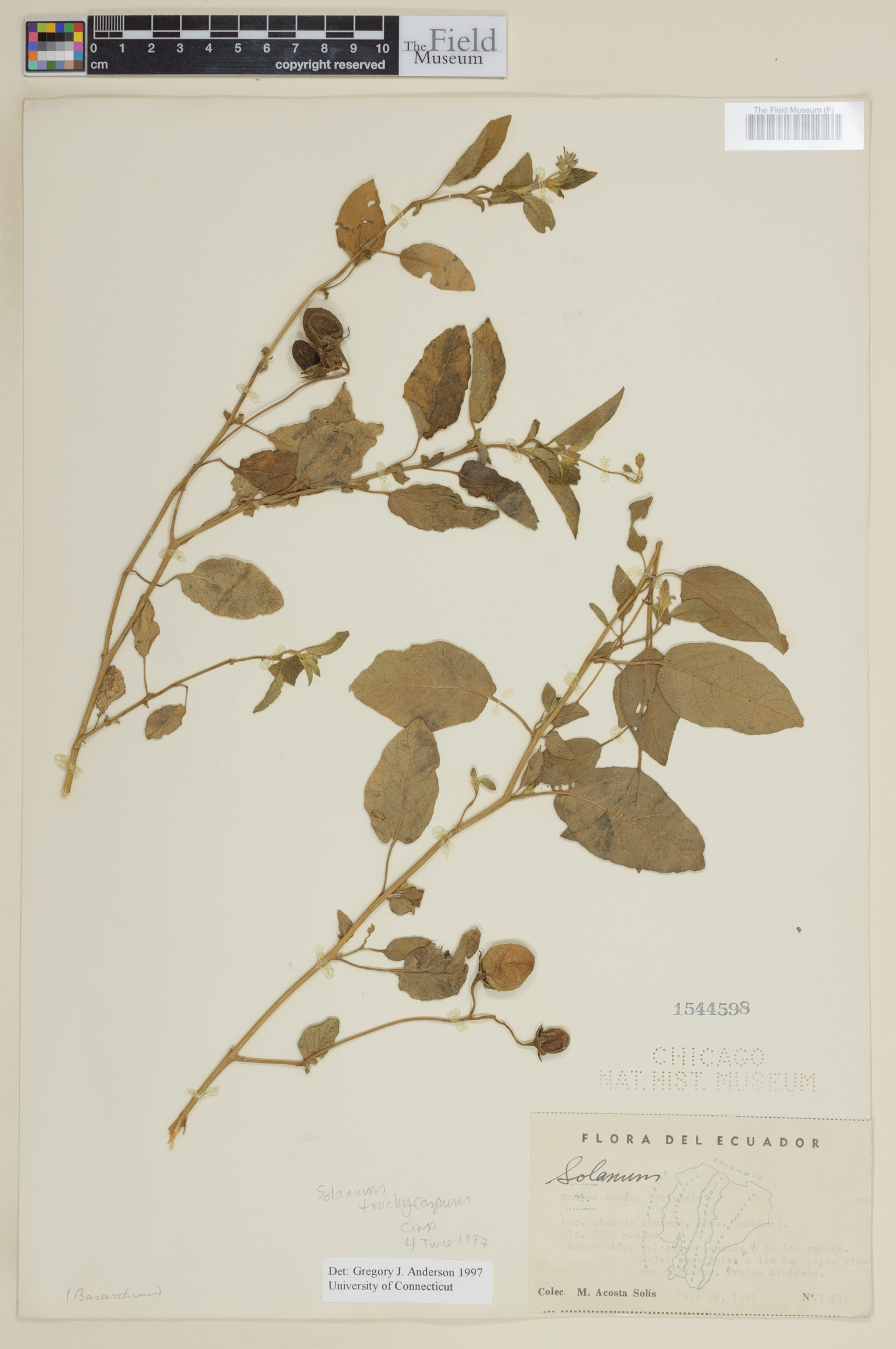 Solanum trachycarpum image